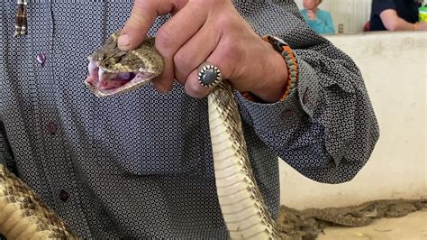 Linda Stoner, from Apache, Oklahoma, poses for a photo as Sweetwater Jaycees member Dennis Cumbie holds a rattlesnake around her during the 59th annual World's Largest Rattlesnake Roundup on ...