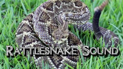 High-quality rattlesnake sound effect. Ever wonder what a rattlesnake sounds like? Listen to the sound of a rattlesnake rattling today.Subscribe Today:-- Our....