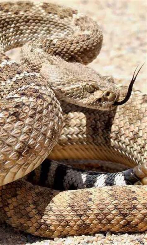 Rattlesnakes APK Download for Android 