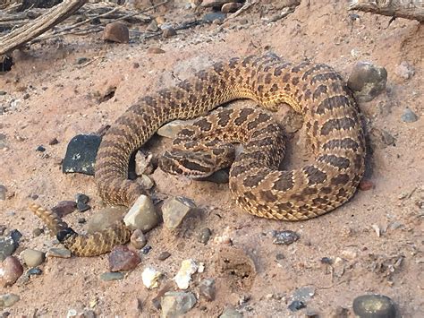 Rattlesnakes in arizona. A rattlesnake (not the one pictured) bit a 78-year-old hiker on a trail in Cave Creek, Arizona, a hospital said. Dinosaur National Monument National Park Service A 78-year-old hiker was caught off ... 