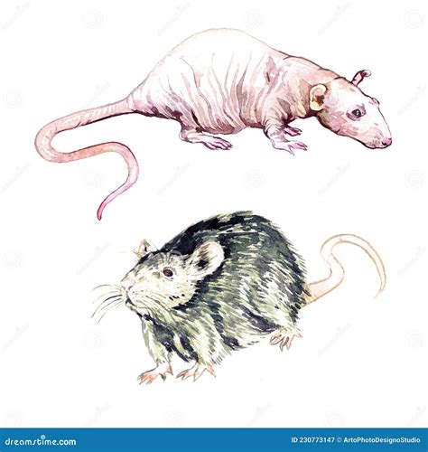 Rattus cartoon. Rattus Rattus is chasin’ its tail since 2021 