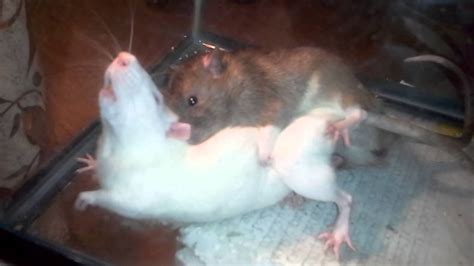 Rats were gettin it in lol..she mighy be pregnant. .ending