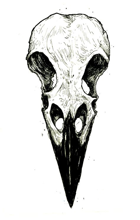 Raven Skull Drawing