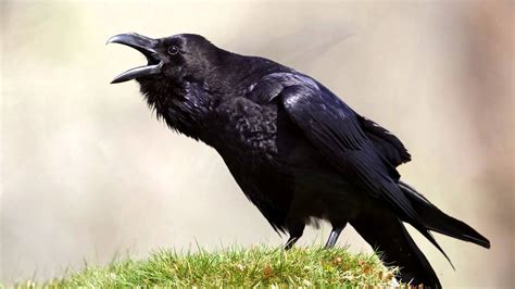 Raven call. Dec 17, 2022 · December 17, 2022 by Jane Tu No Comments. Common Raven calls can range from a low, gurgling croak to harsh, grating noises and shrill alarm calls. They produce deep, throaty kraal calls when they are angry. They also make a clicking sound. Continue reading, you will learn more about raven sounds. 