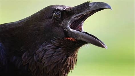 Raven noise. Dec 7, 2012 · 0:00 / 1:01. Raven ~ bird call ~ Learn The Sound A Raven Makes . Raven Sounds and Pictures. ESL and Popular Culture. 363K subscribers. Subscribed. 8.7K. 2.2M views 11 years ago. 