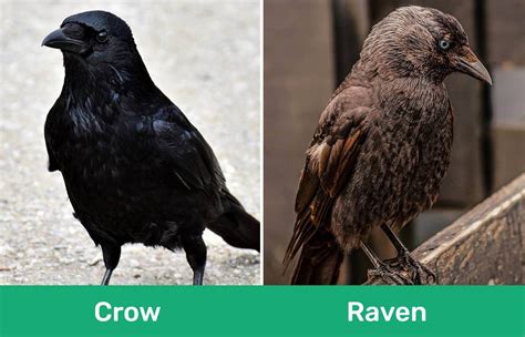 Raven or crow. Crows are a lot smaller than Ravens. When compared side-by-side crows look quite skinny, and ravens have a much more beefy appearance. Ravens are about 1/3 larger than common crows and 1.5x larger than fish crows. For a quick way to visualize this difference: Crows are about the same size as many common gulls like ring-billed gulls, but ravens ... 