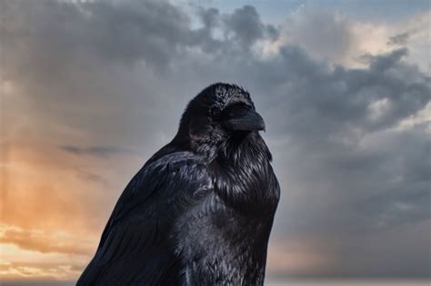 Ravenn Onlyfans Leak