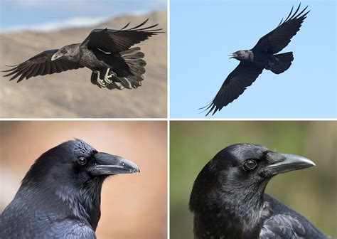 Ravens or crows. Wingspan of ravens and crows. Common ravens have a 3.5 to 4 feet wingspan, while crows’ wingspan is around 2.5 feet. Wingbeat of ravens and crows. When a raven flies overhead, you’ll hear a prominent “swish, swish” sound produced by its wings, while crows usually have a silent wingbeat. Tip #3. Take a glimpse of their tail 