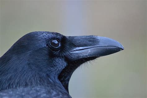 Ravens possess human-like features of intelligence