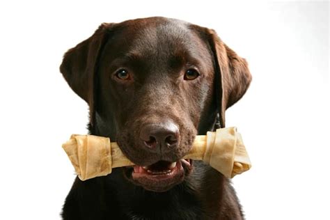 Rawhide and dogs. In fact, bully sticks offer a variety of potential health benefits for your pet. They are digestible, unlike some other chews or treats. The beef hide in rawhide, for example, can be difficult to ... 