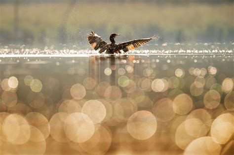 Ray Hennessy Wildlife Photography