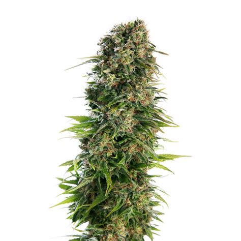 Ray charles seeds - DEEWEEDER.COM