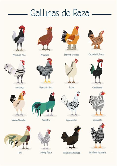 Razas de gallinas Tipos de gallinas y sus características