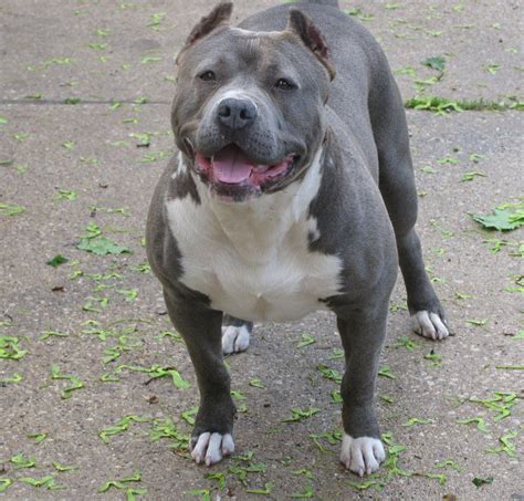 The Razor Edge Pitbull is thought to have been created by crossing at least five species. According to the United Kennel Club breed standard, the American Pit Bull Terrier, American Bulldog, Mastiff, and English Bulldog were most likely utilized. The cross of these breeds resulted in a dog that looked more bully-like.. 