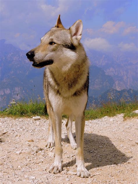 Razze. Le razze di cani da tartufo più adatte alle diverse condizioni climatiche. Per trovare la razza di cane da tartufi più adatta al tuo clima, considera fattori come la temperatura e l’umidità. Diverse razze di cani prosperano in diverse condizioni ambientali. Ecco alcune razze che eccellono in vari climi: Clima freddo: 