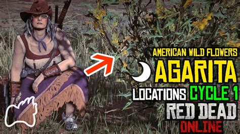 Rdo agarita. Agarita Locations Red Dead Online Collectors Item RDR2 Spawn Cycle 2 - YouTube Agarita Locations A shrub formed of sharp, pointed leaves and clusters of yellow flowers. Agarita prefers dry... 