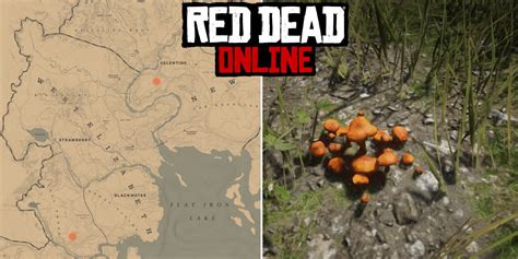 Every type of Coyote found in RDR2. Using the best weapons to hunt a Coyote in Red Dead 2, will reward you with a Perfect Quality Kill. Since this animal is you should use to attract it in the wild. ... – 1x Vanilla Flower – 1x Violet Snowdrop – 1x Bay Bolete, Ram’s Head, Parasol Mushroom or Chanterelle: Received at the start of Chapter 2:. 