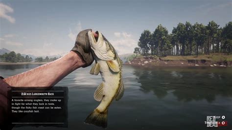 Rdr2 largemouth bass. Where is the Legendary Bass rdr2? The Legendary Largemouth Bass is one of 13 Legendary Fish that can be caught in Red Dead Redemption 2. You catch it independently or as part of the Stranger quest A Fisher of Fish. You can fish for this Legendary Bass southeast of Lake Don Julio, on the shore of the San Luis River in New Austin. ... 