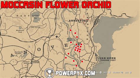 Rdr2 moccasin orchid. RDR2 Moccasin Flower Orchids Locations Guide. Red Dead Redemption 2 is a massive open-world game filled with numerous collectibles, including wildflowers such as Moccasin Orchids. If you're looking to gather these specific flowers, check out our guide on the Moccasin Flower Orchids locations in RDR2. Location #1: Bayou Nwa 