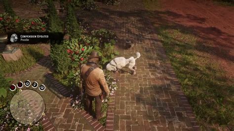 Rdr2 poodle location. Things To Know About Rdr2 poodle location. 