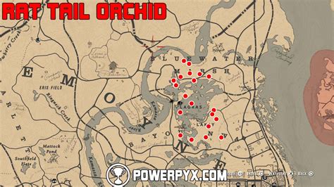 Red dead redemption 2 moccasin flower orchid location. 5 night scented orchid 5 spider 10 rat tail locations guide. Shark out of map in red dead redemption 2. In red dead redemption 2 exotics requests are rare items that can be collected as part of the duchesses and other animals. They count as collectibles for 100 completion.. 