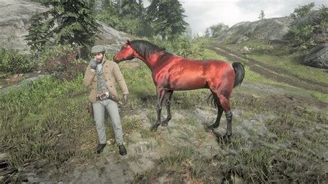 Here is the location for the lesser known Red Chestnut Arabian Horse.#rdr2 #rdr2redchestnutarabian #rdr2arabian.