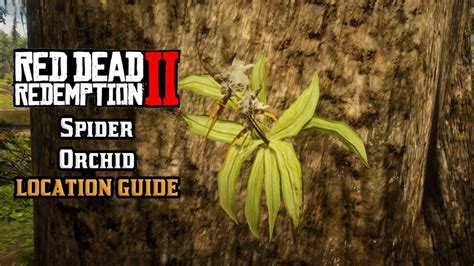 Rdr2 spider orchid. Things To Know About Rdr2 spider orchid. 