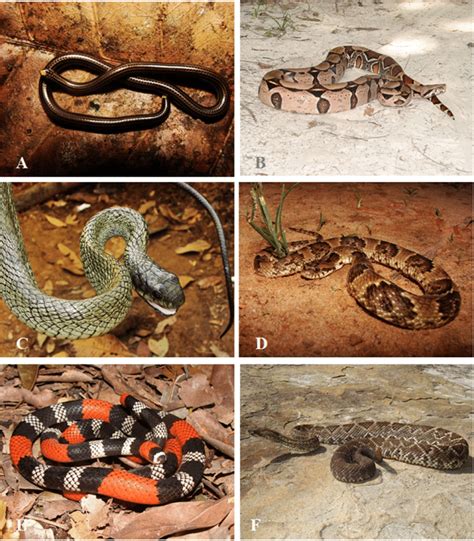 Révision systématique des typhlopidae d'afrique reptilia serpentes. - 2003 acura tl alarm bypass module manual.