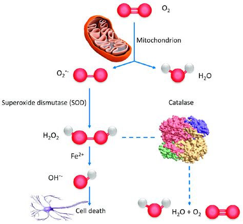 Reactive oxygen species function as signaling molecules in …