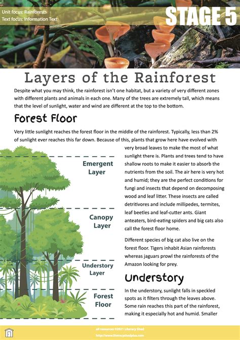 Read Free Rainforest Literacy Activities Ks2