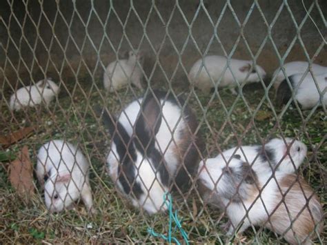 Read Why Farmers are Starting Rabbit Farm - Startup …