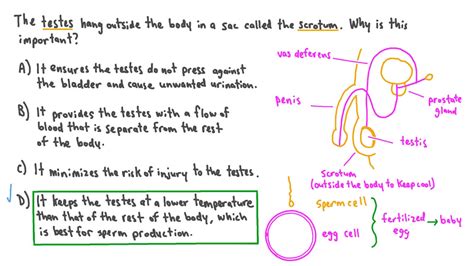 Reader Question: Discern Location for Scrotum and …