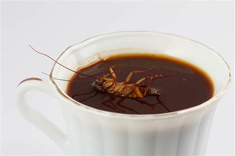 Readers Asked About the Coffee and Cockroaches Rumor in