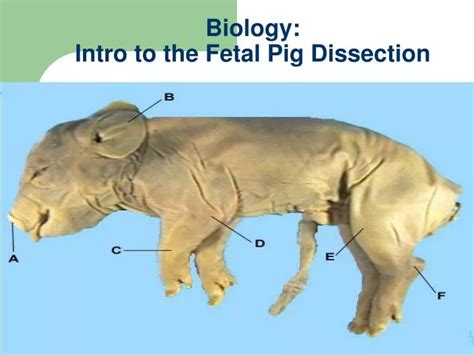 Reading: Fetal Pig Dissection Biology II Laboratory …