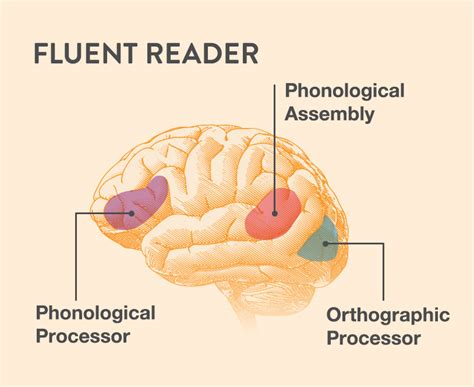 Reading Failure: Research on Reading and the Brain LD OnLine