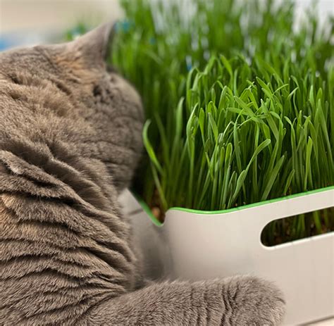 Ready Grown Cat Grass Pots - My Cat Grass with …