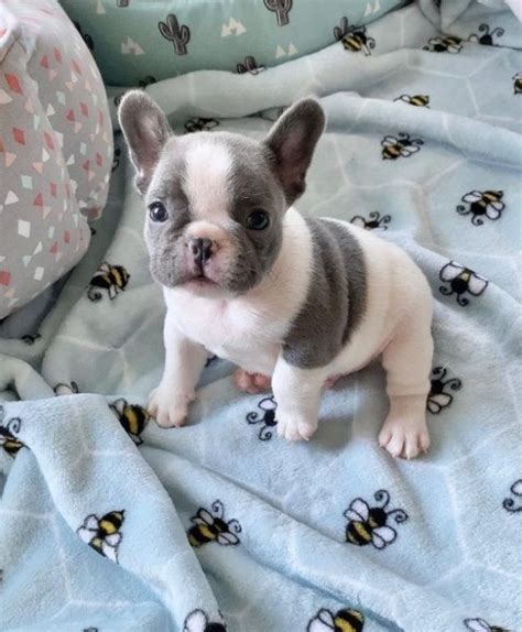 Ready to meet your new fur-ever friend?  Olde Bulldogs are about 16 to 20 inches tall at the