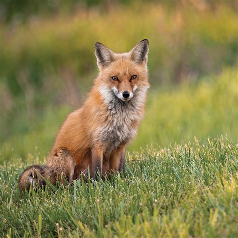 😈 Real Red Fox Onlyfans Leaked [HD]