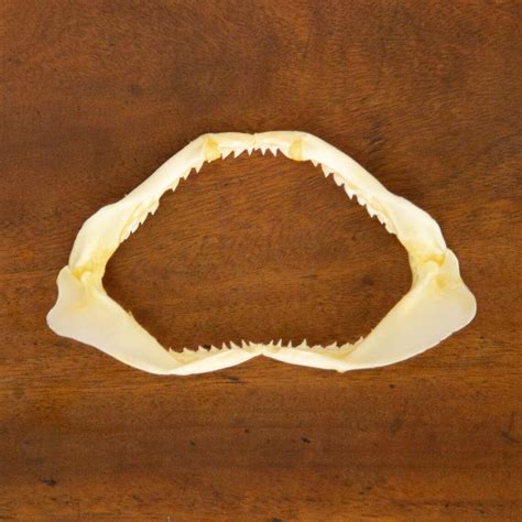 Real Shark Jaw - Etsy