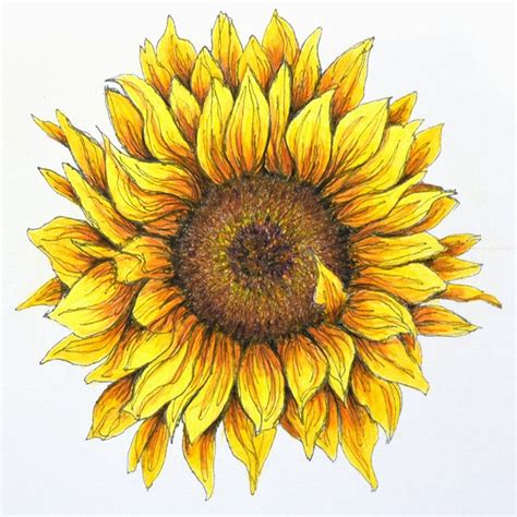 Real Sunflower Drawing