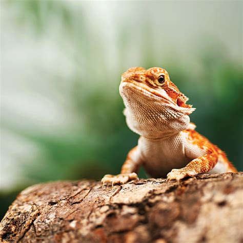 Real bearded dragon for sale. Things To Know About Real bearded dragon for sale. 