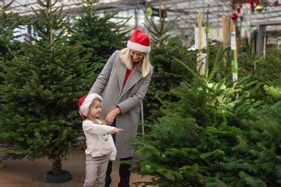 Real christmas trees in Potters Bar Garden Centre Guide