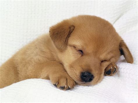Real cute puppies. Things To Know About Real cute puppies. 