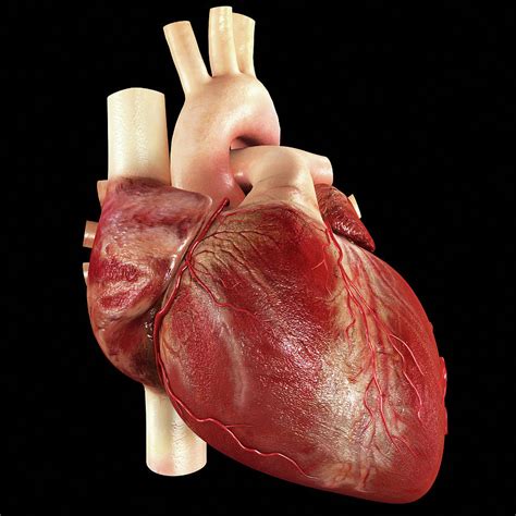 Real human heart. Things To Know About Real human heart. 