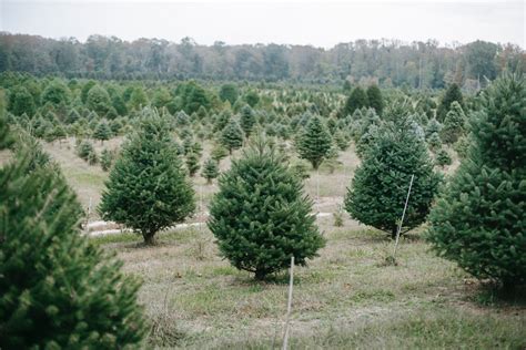 Real or artificial? How to choose the most sustainable Christmas tree, no matter what it’s made of