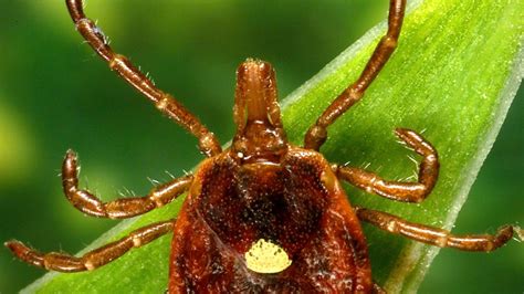Real or fake? This tick bite could lead to food allergies