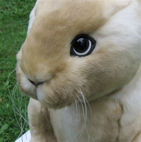 Real silicone bunny. Things To Know About Real silicone bunny. 