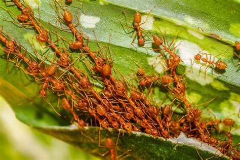 Real-World Examples of AntChain in Action