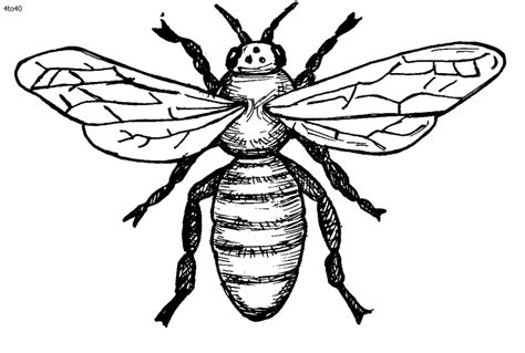 Realistic Bee Template