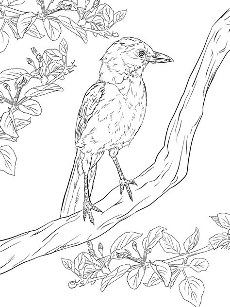 Realistic Bird Coloring Pages Coloring Pages